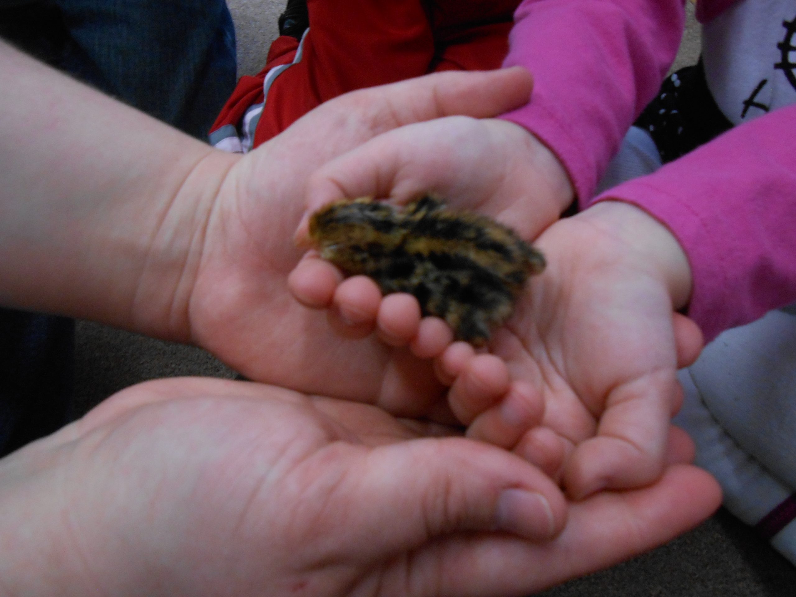 An adult guiding a child through a careful hands-on experience